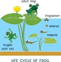 Frog life cycle. Sequence of stages of development of frog from frogspawn to adult animal